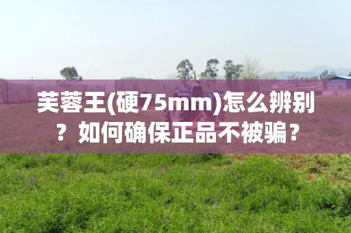 芙蓉王(硬75mm)怎么辨别？如何确保正品不被骗？